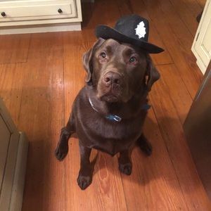 Meet your Posher, Beau